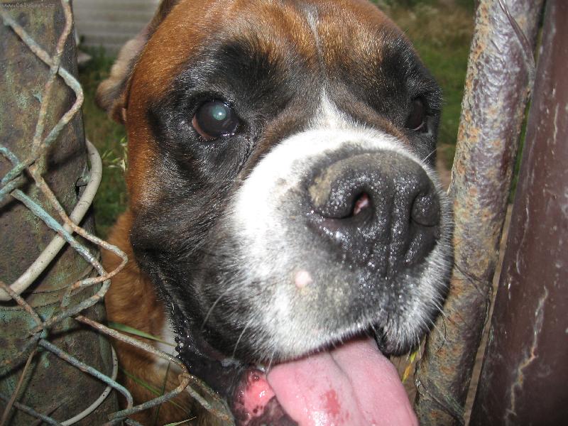 Foto: To koukám-Boxer