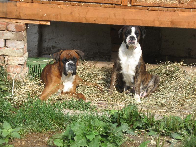 Foto: Dva-Pár boxerů