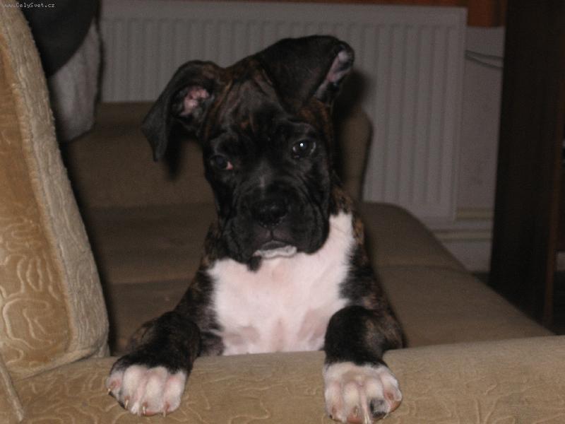 Foto: Já jsem maličká-Štěně