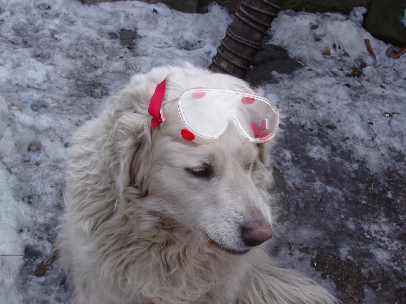 Foto: Tak jdeme už brousit?-Maxiček brusičem