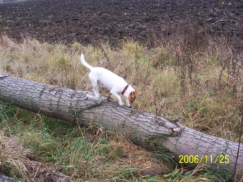 Foto: Fattynka-Fattynka hledá myšičku