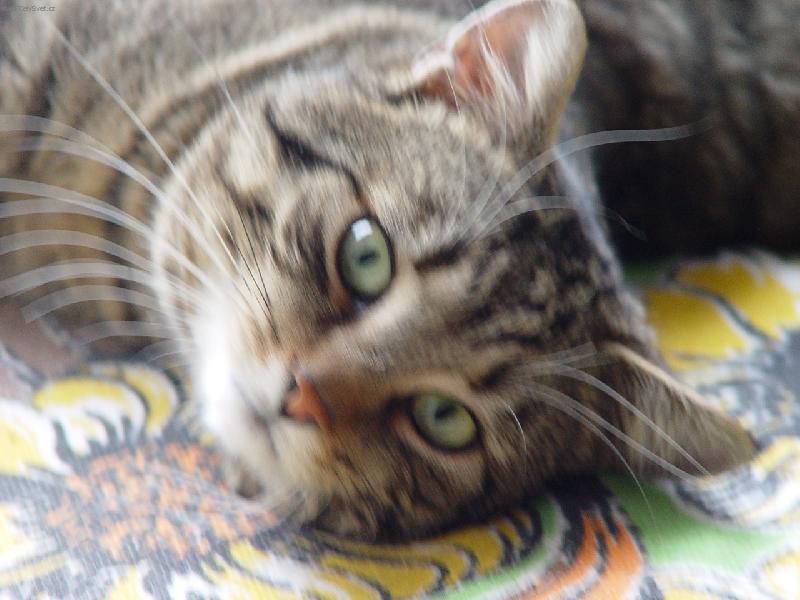 Foto: Mazlíček Fanoušek-jedna z posledních fotek než se nám Fanulka ztratil?