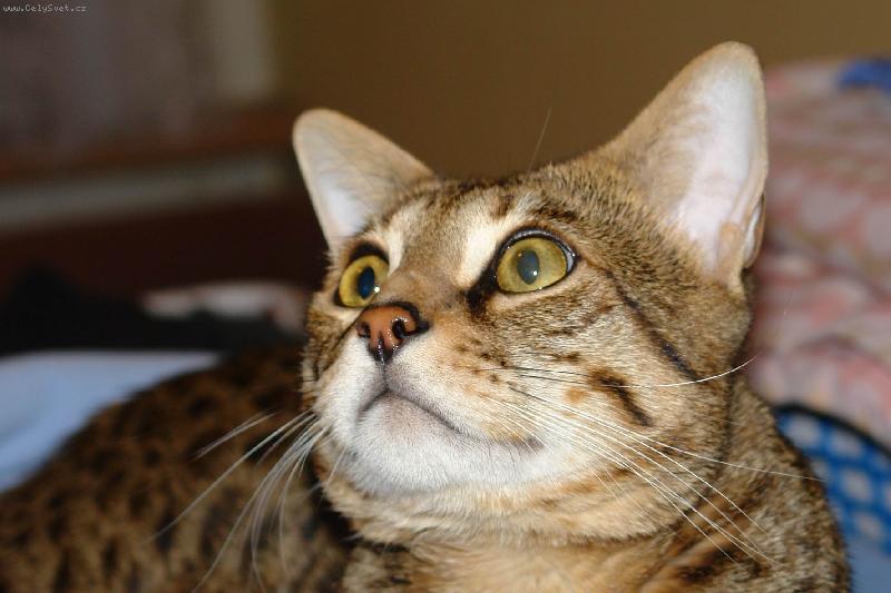 Foto: Tamhle něco letí