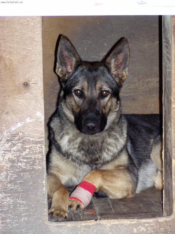 Foto: Erika a nemocná packa-když jsem měla nemocnou packu, neměla jsem náladu