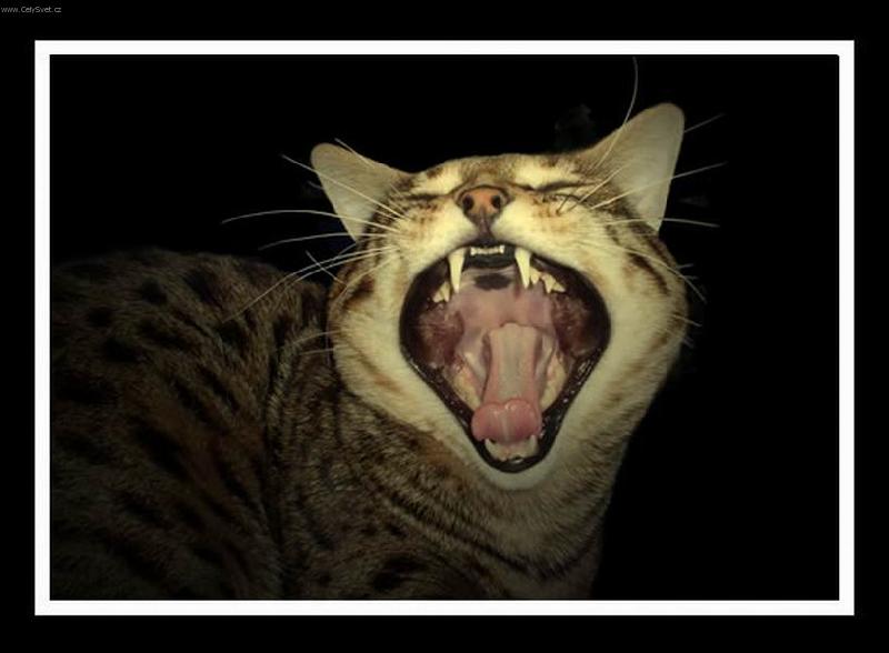 Foto: Zhasni to světlo, nebo....