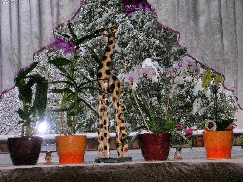 Foto: orchideje-okno v zime