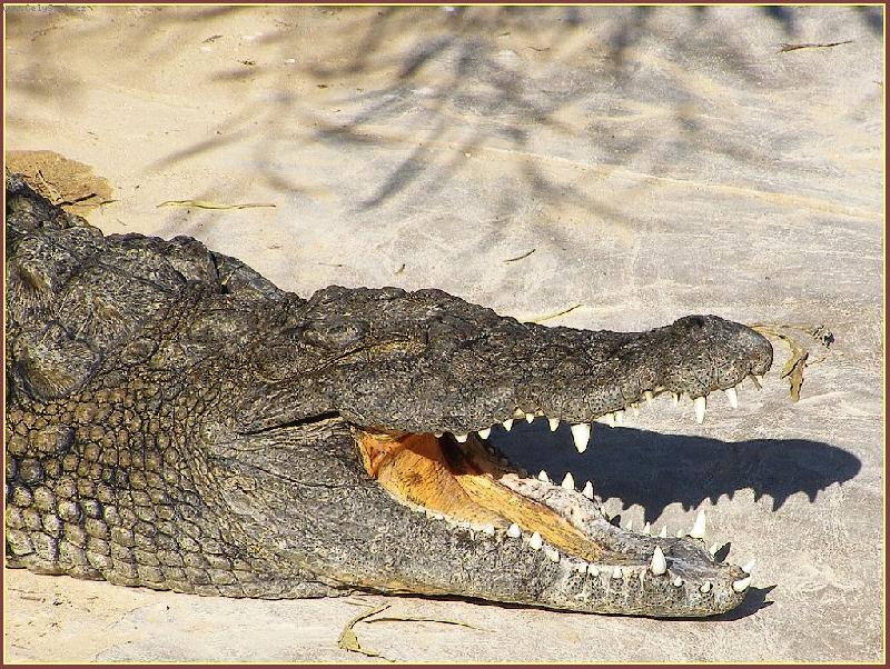 Foto: Krokodýl nilský-Krokodýlí farma v parku Djerba Explore