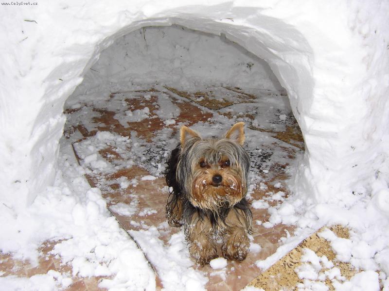 Foto: Toto je prosím má zlobivá maličkost-Tak to se musela panička hooooodně snažit, aby mě zachytila jinak než v pohybu :)) Jen kdybych věděl, že jdu do soutěže, tak se trohu ulíznu....