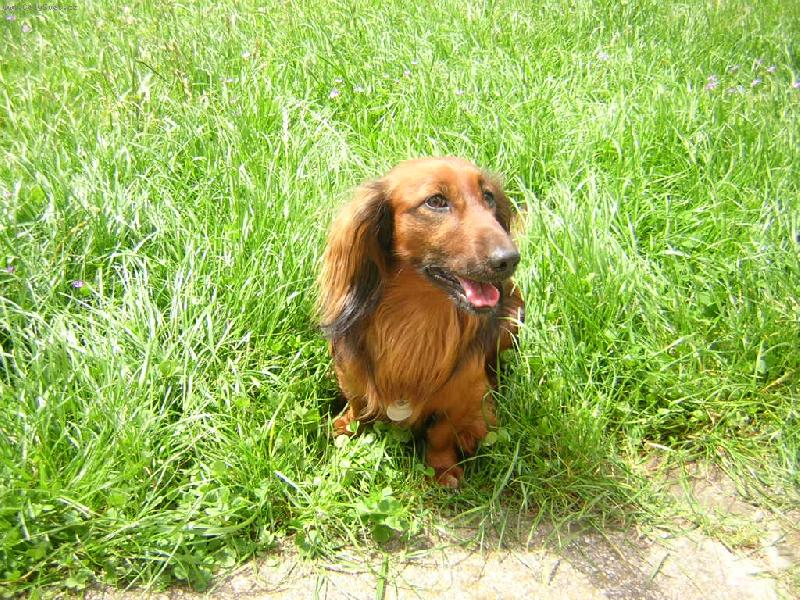 Foto: V trávě-pes pobíhá na zahradě