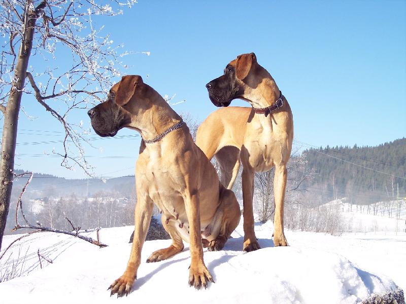 Foto: NĚMECKÁ DOGA