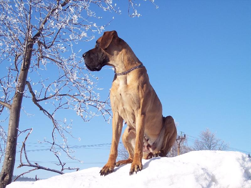 Foto: NĚMECKÁ DOGA