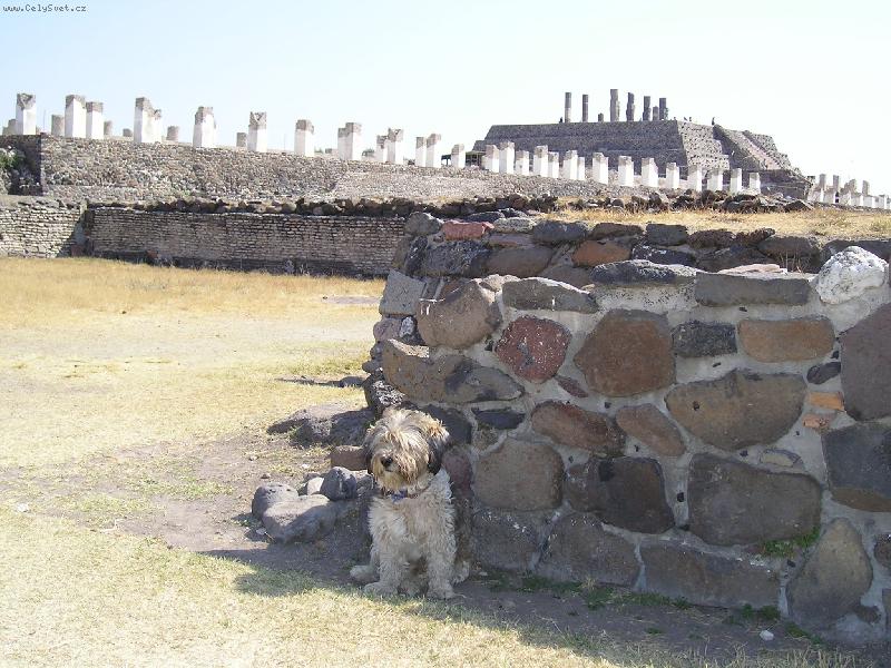 Foto: pes a památky v Tule