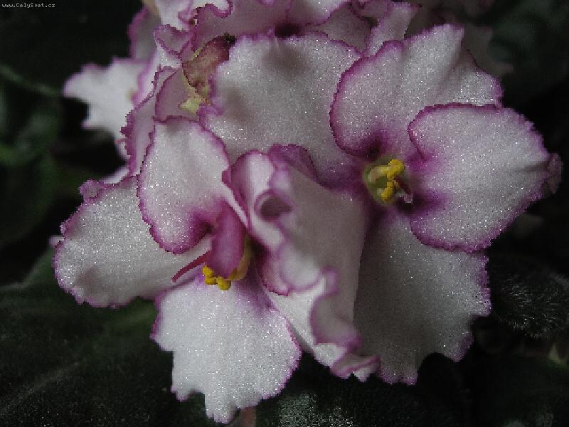 Foto: Jen tři barvy-Canon a530