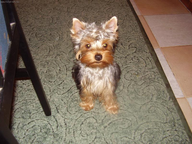 Foto: kikinka-upadne něco dobrého?