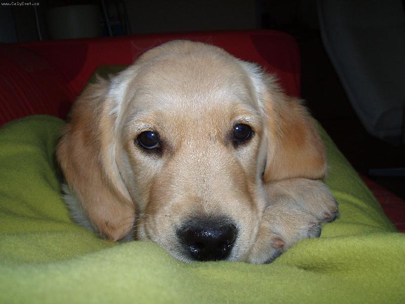 Foto: To jem já Roxi-právě jsem na křesle