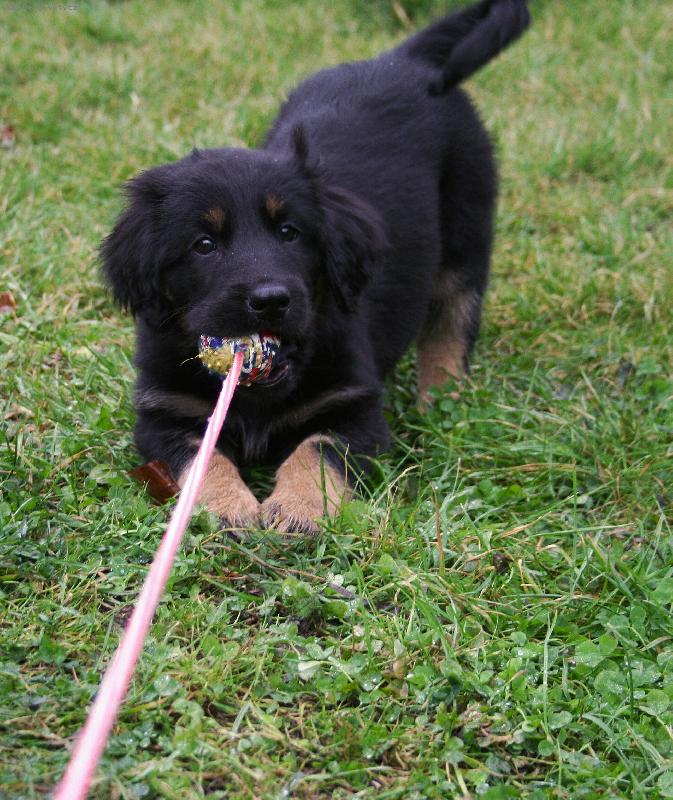 Foto: TEN JE můj-U nás na zhradě první hra s míčkem. Štěňátko se jmenuje Arísek a měla tady 2 měsíce teď už běží do 3 měsíce :-))