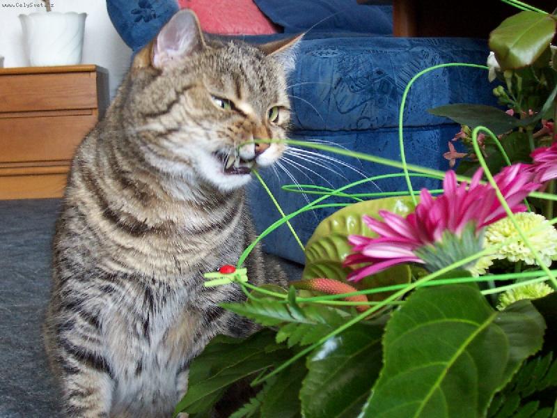 Foto: J� ty kytce d�m co proto!!!