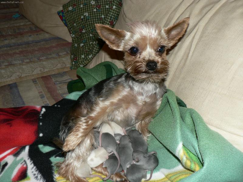 Foto: Starostlivá "teta"-takhle se jorkšír stará o malé potkánky