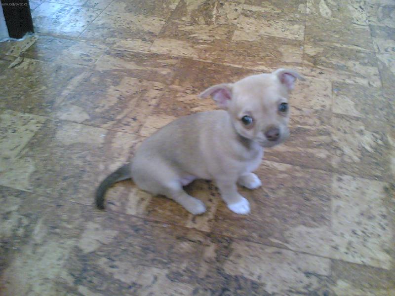 Foto: Kuky, kuk!-Prostě anděl