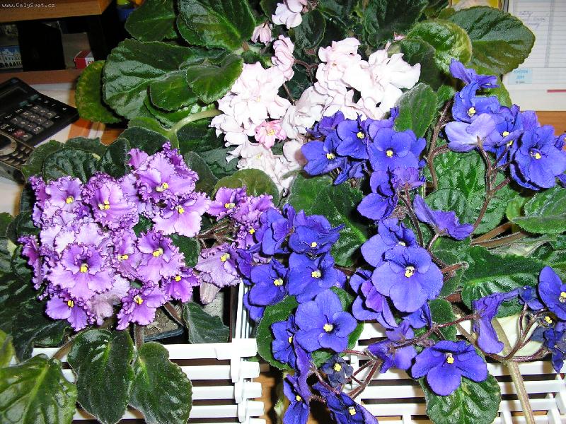 Foto: Takhle mi vykvetly-africké fialky