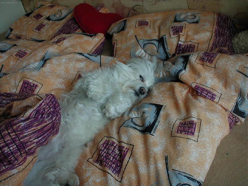 Foto: Luxus :)-Maxíček po obědě