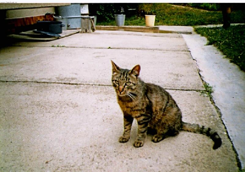 Foto: Čičík-náš kocourek