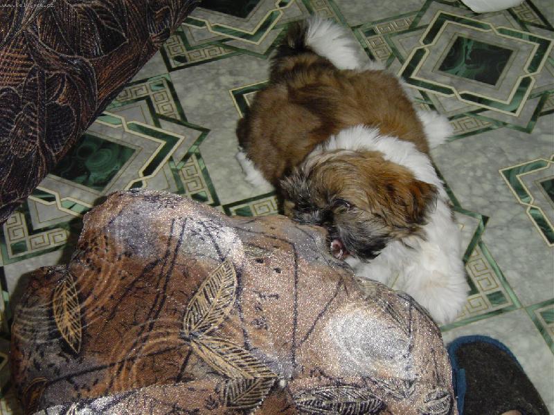 Foto: Nervák-Tady se nám Besinka vytočila