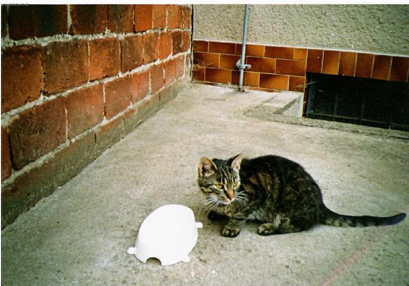 Foto: Maličká-babiččina kočička