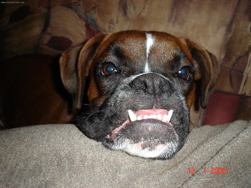 Foto: Baxík-Koukej jaký mám zuby...sežeru tě!