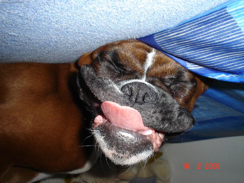 Foto: Baxík-Další z úsměvů..tentokrát + jazyk =-)