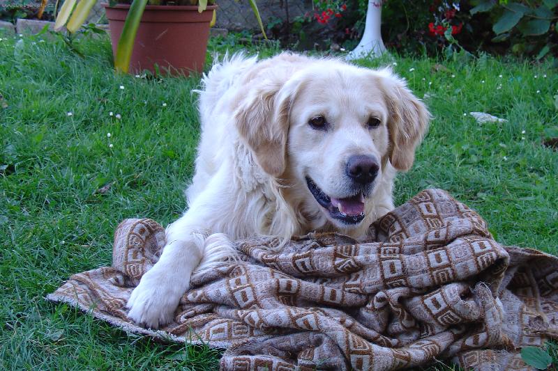 Foto: Můj mazlíček s jeho oblíbeným hadrem :o)-Dagísekk