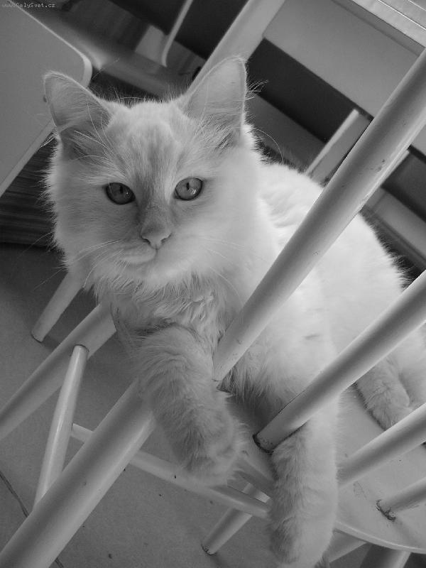 Foto: Chicco-odpočinek na židli