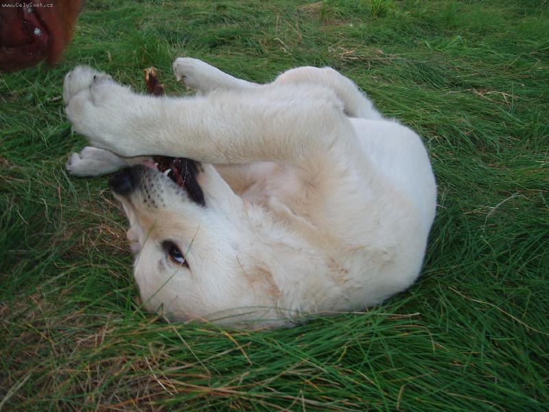 Foto: to je makačka co?-Roníček