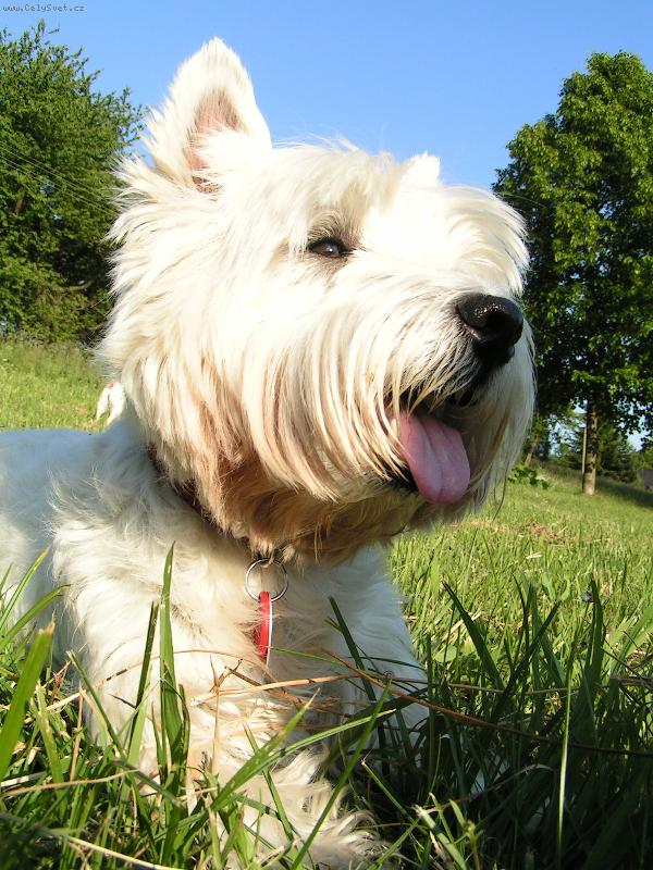 Foto: Rony-Tak toto je můj roník, neuvěřitelně fotogenický :-)