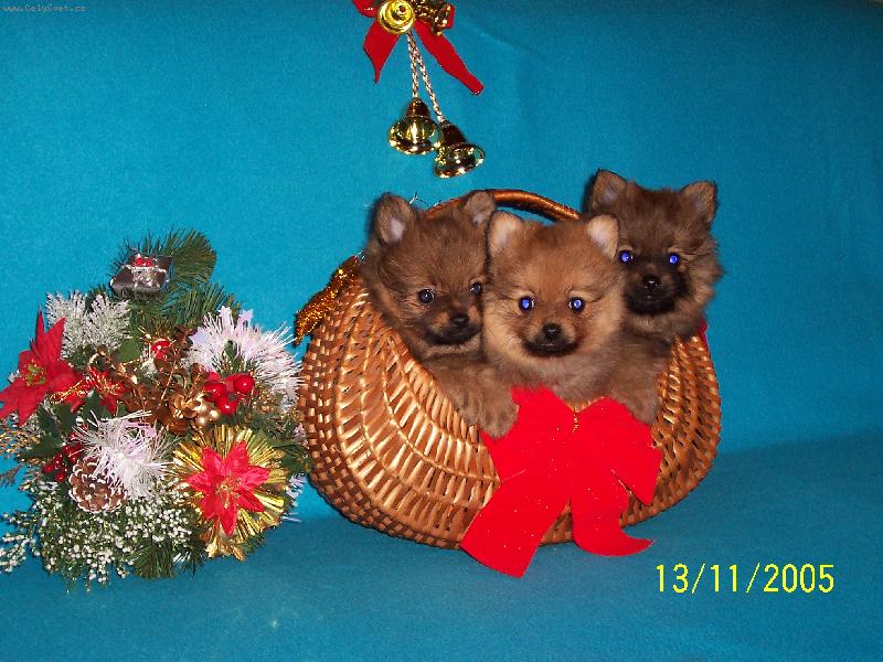 Foto: Vánoční štěňata z Nového Alborgu-To jsme krásní dárečci co?!