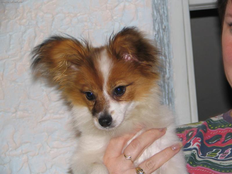 Foto: Estel Porubský květ-to jsem kus :o))