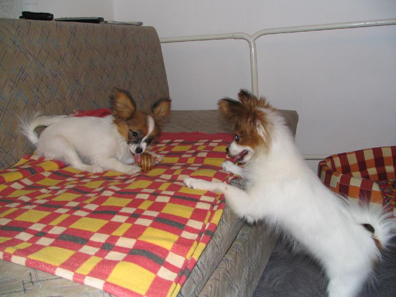 Foto: Estel a Eset Porubský květ-máme 4 měsíce