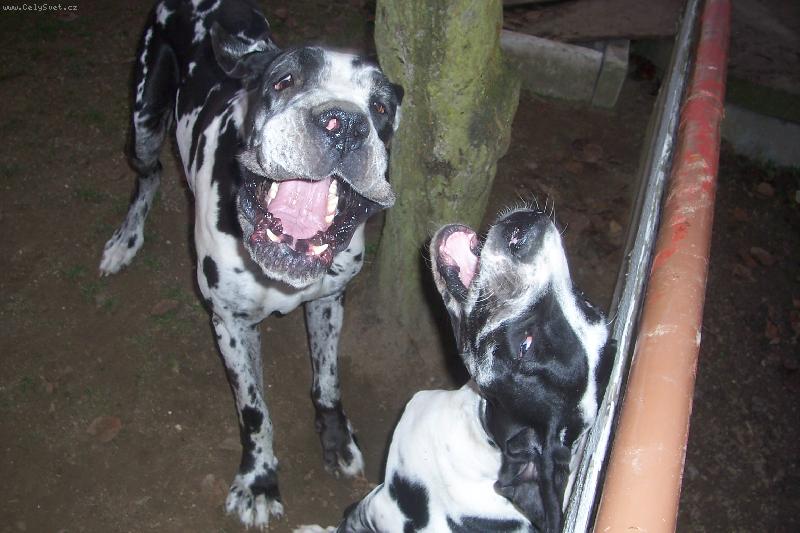 Foto: Gladinky úsměv-Gladis a Anubis