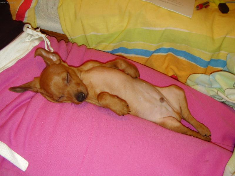 Foto: Ted-to jsem zase jednou usnul na paničce...