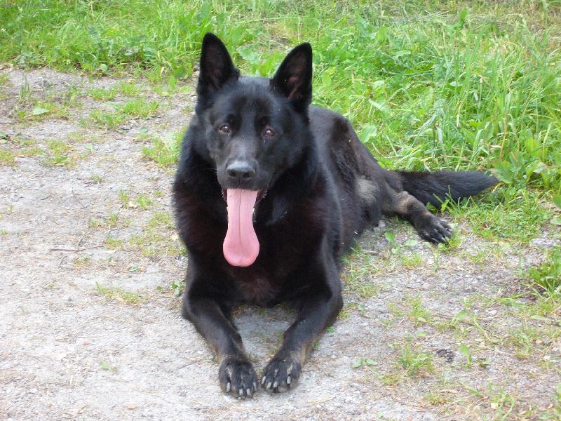 Foto: teddy-jsem krasnej cernej pejsek