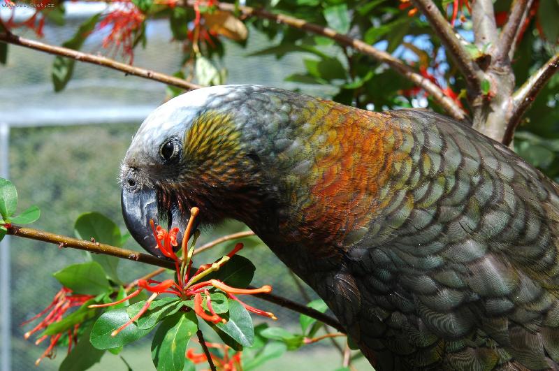 Foto: Papoušek při snídani