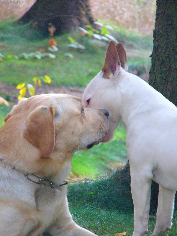 Foto: Iggy a jeho kamarád