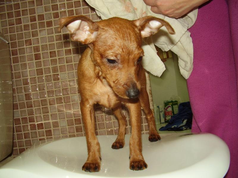 Foto: Ted-takhle vypadám po koupeli :o)