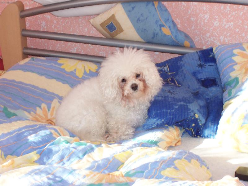 Foto: Bišonek Amynka-Dneska prostě vstávat nebudu a hotovo!!!