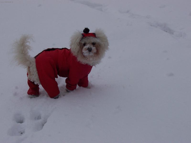 Foto: Bišonek Amynka-Fakt nechápu proč mi panička zase dala tu blbou čepici!!