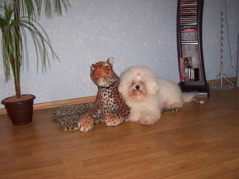 Foto: Bišonkek Amynka-Tak schválně... kdo z nás je plyšák?