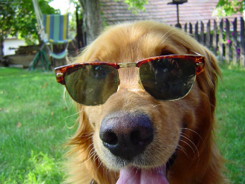 Foto: brýle-bylo moc slunko tak jsem si dal brýle mno :D