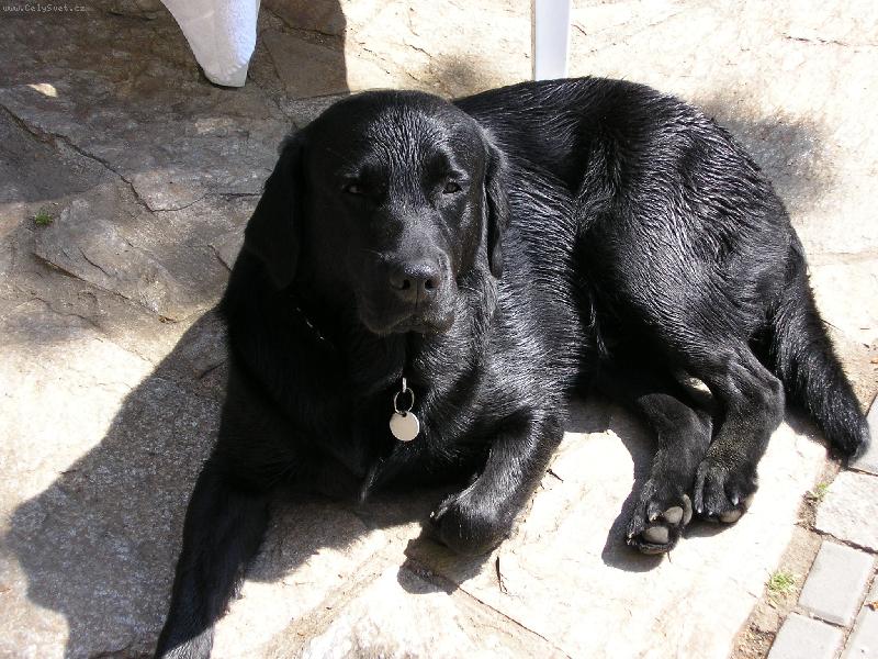 Foto: Pesan-Můj raťafák