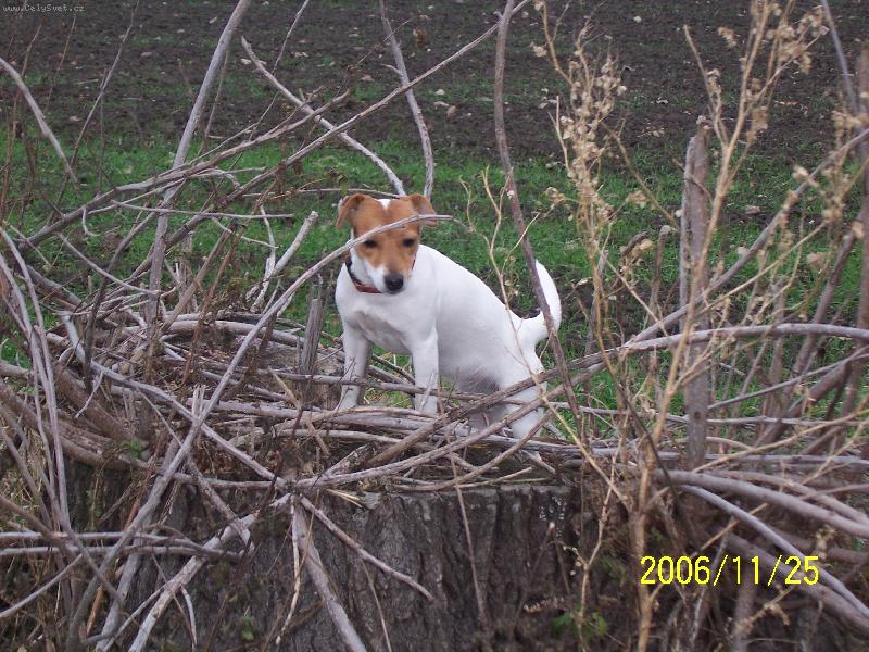 Foto: Je tam asi myšička!-Fattynka na lovu