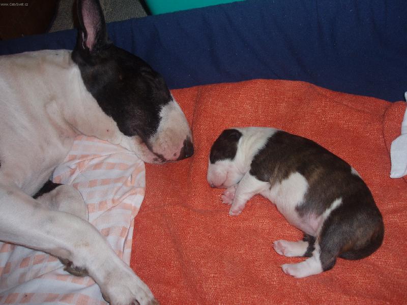 Foto: Spokojená rodinka